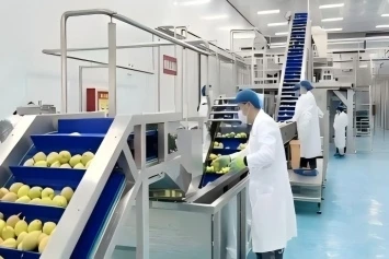 Mokslinė kriaušių sulčių skrudinimo kontrolė: dviguba apsauga nuo proceso ir įrangos